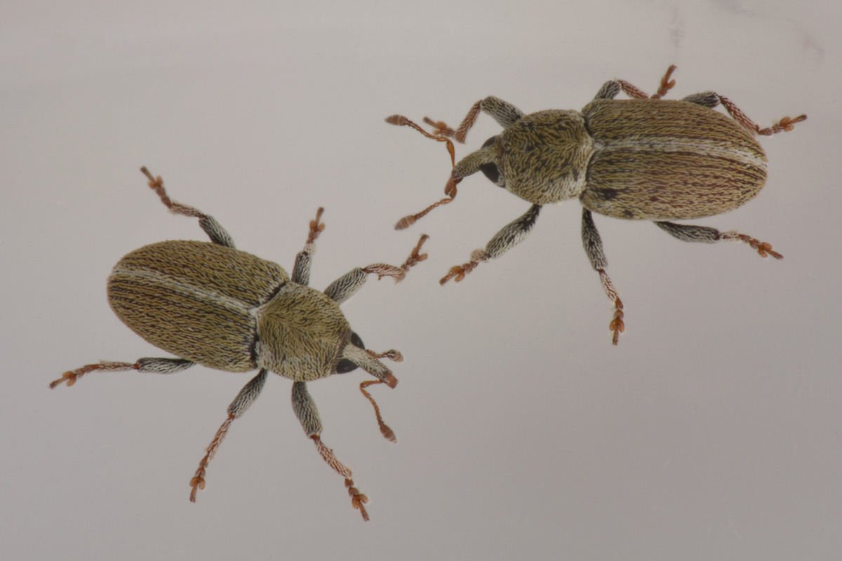 Curculionidae: Tychius meliloti anche loro? Molto probabimente sì